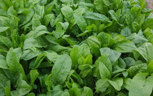 Gartenampfer oder ewiger Spinat